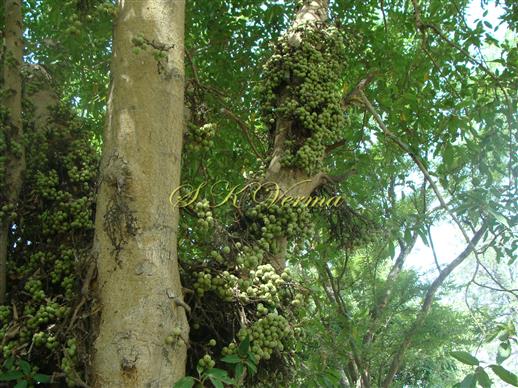  Hypanthodia on peduncle borne in clusters